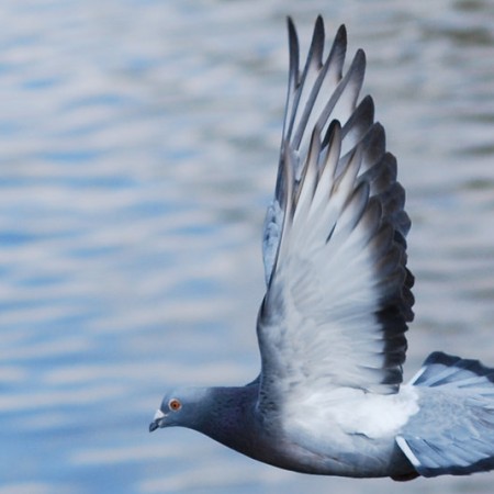 Wild_pigeon_in_flight_by_88_Lawstock
